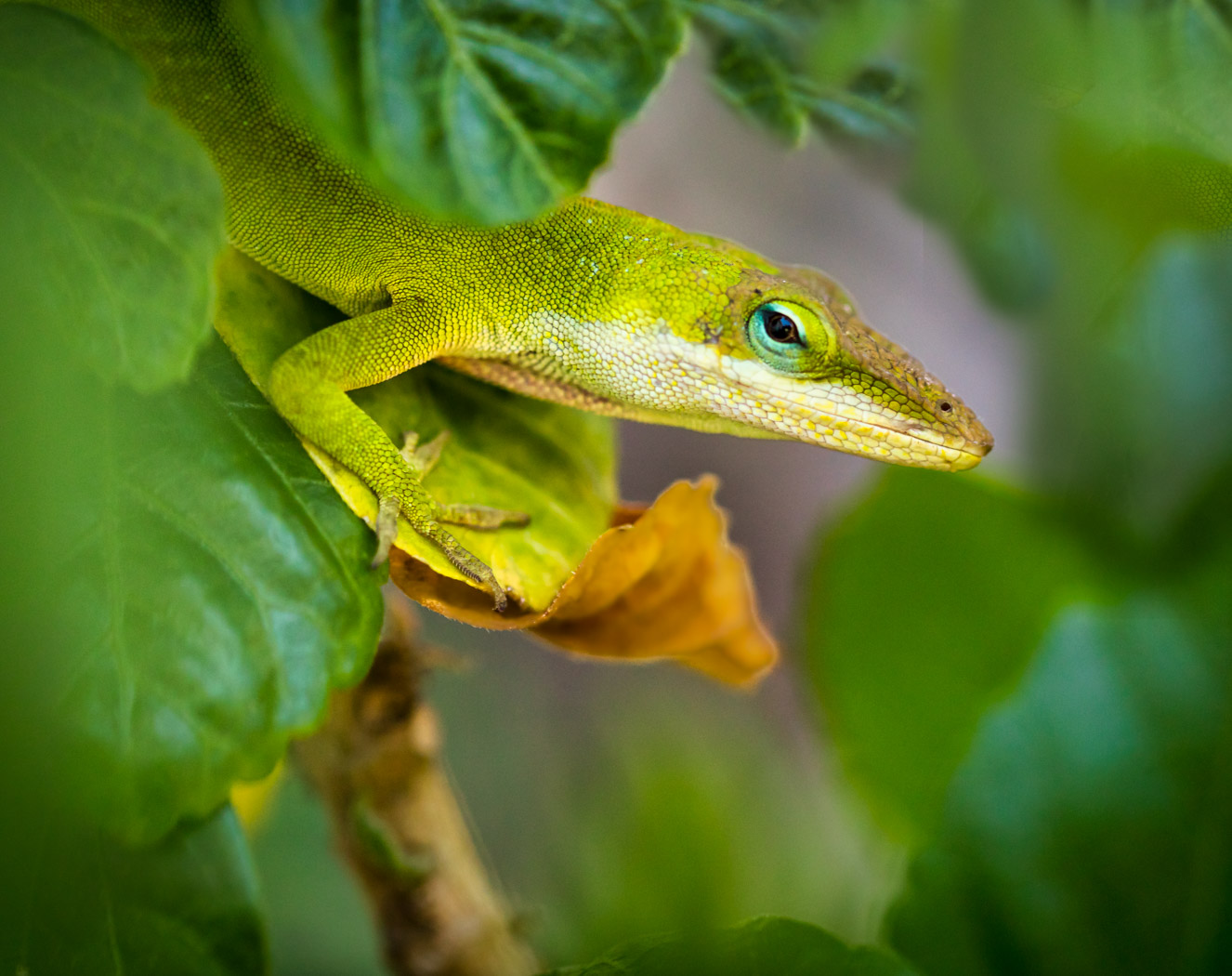 Chameleon in Green